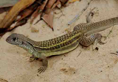 Lizard